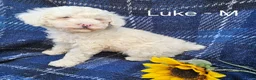 Miniature Poodle dogs for sale: Luke - Ad 2