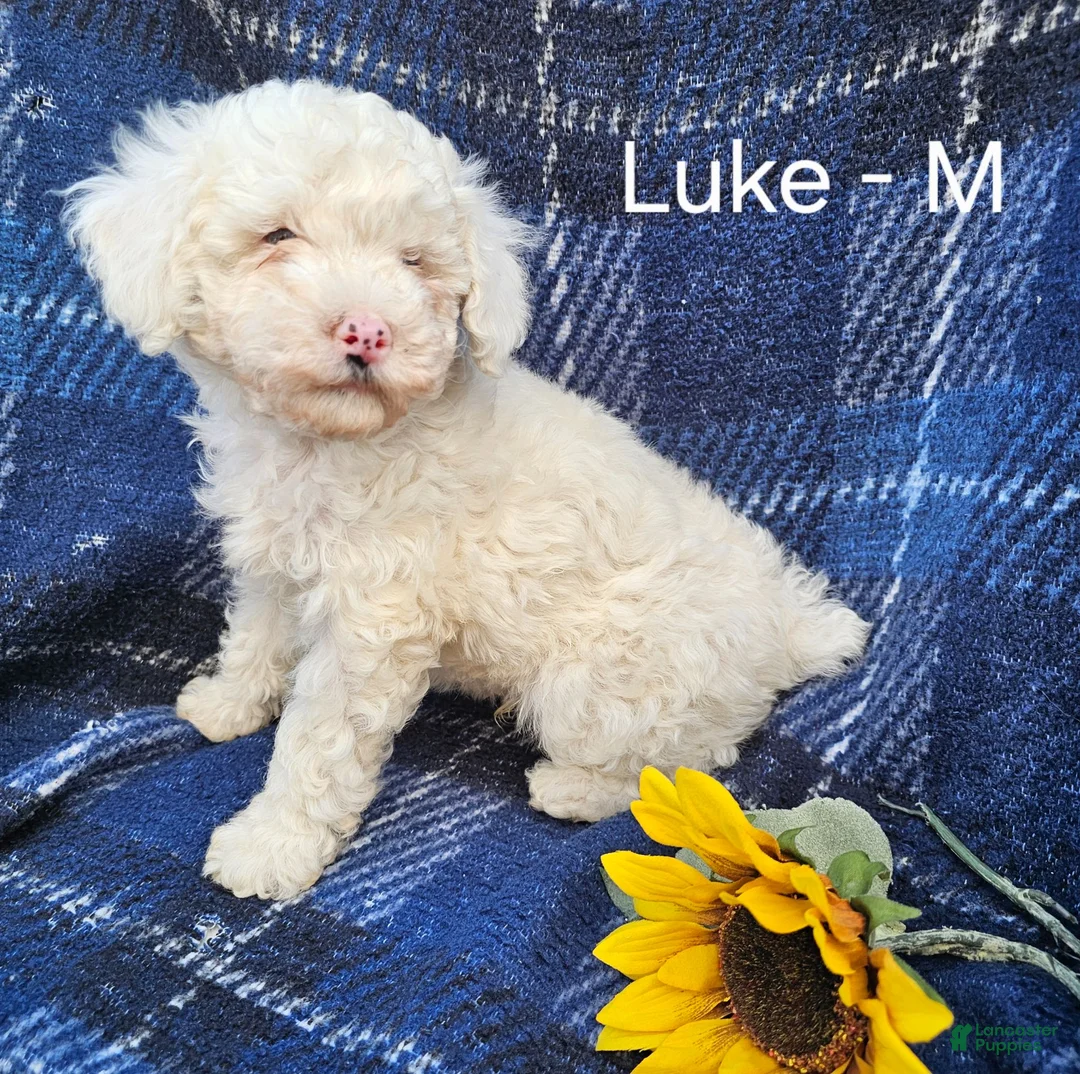 Miniature Poodle dogs for sale: Luke - Ad 2