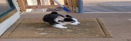 Welsh Corgi Pembroke dogs for sale: JJ - Ad 2