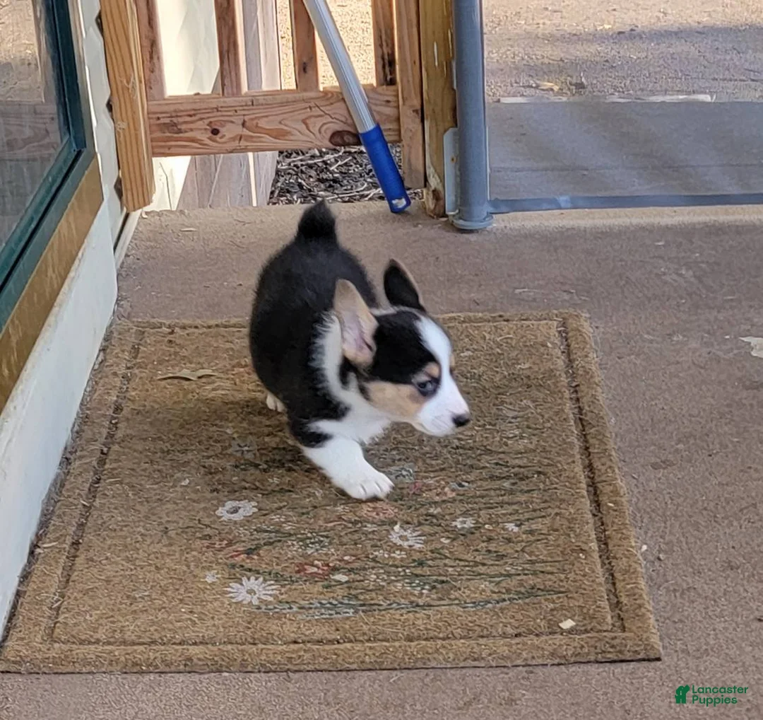 Welsh Corgi Pembroke dogs for sale: JJ - Ad 2