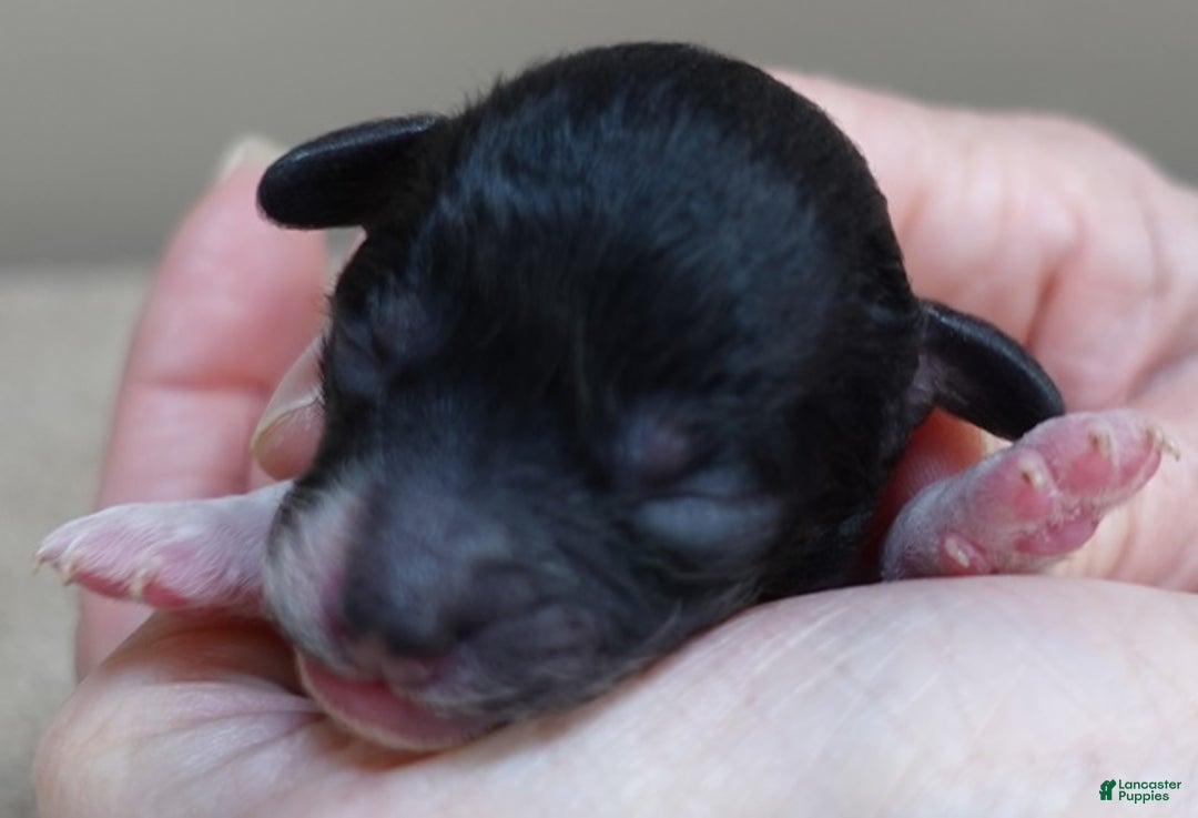 Toy Poodle dogs for sale: Flint - Ad 4