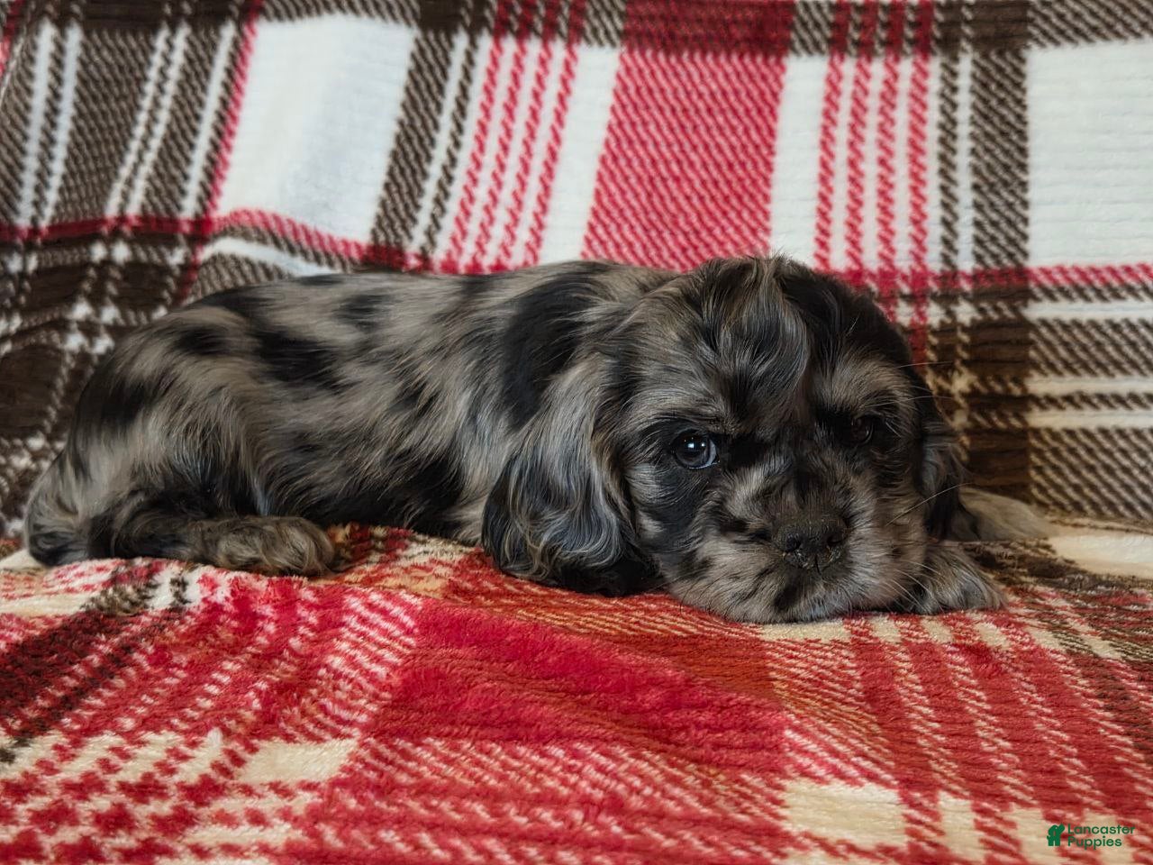 Mixed Breed dogs Mocha  - Ad 2