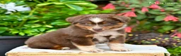 Miniature Australian Shepherd dogs for sale: Moose - Ad 3