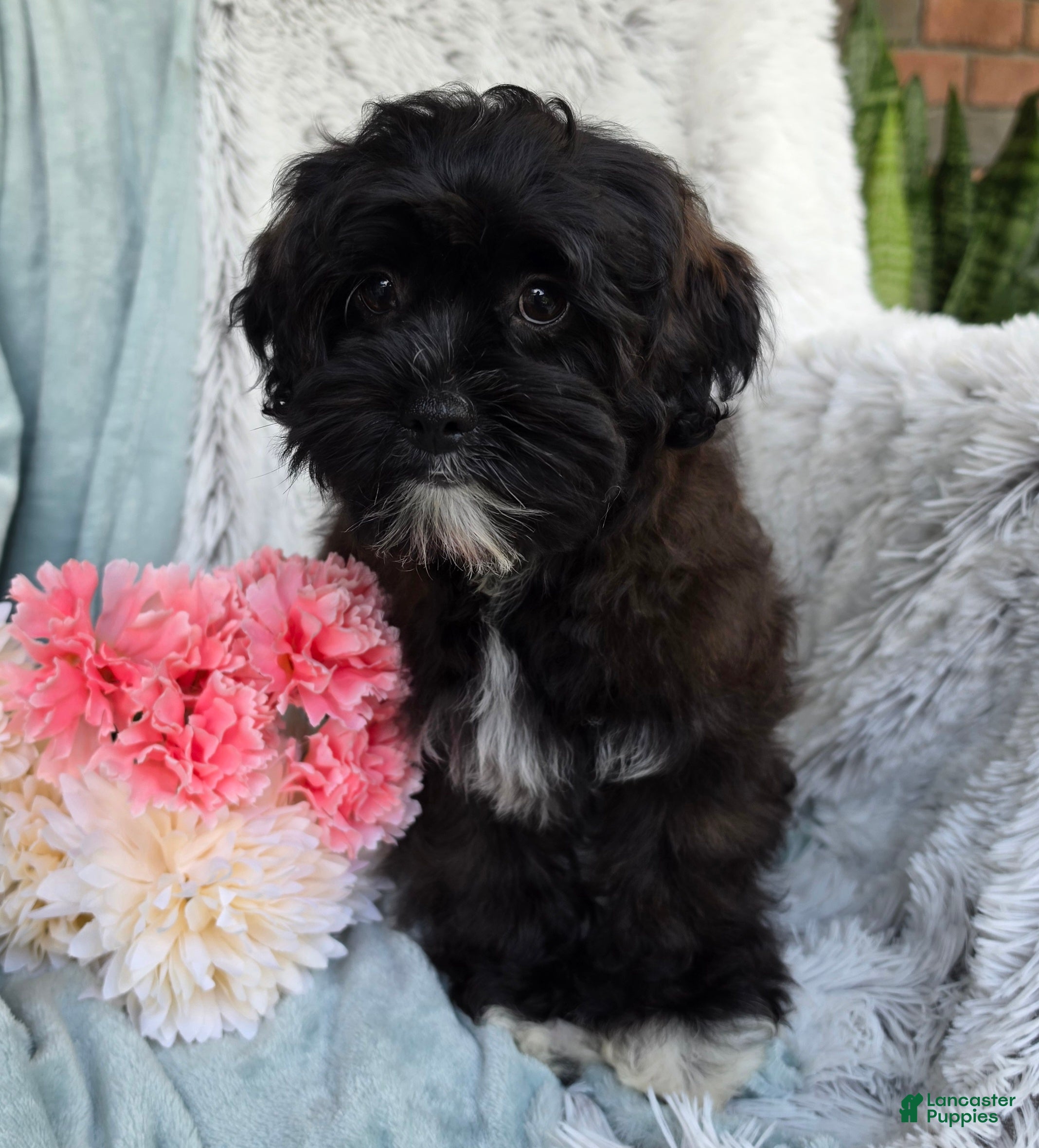 Shihpoo dogs Dawn - Ad 1