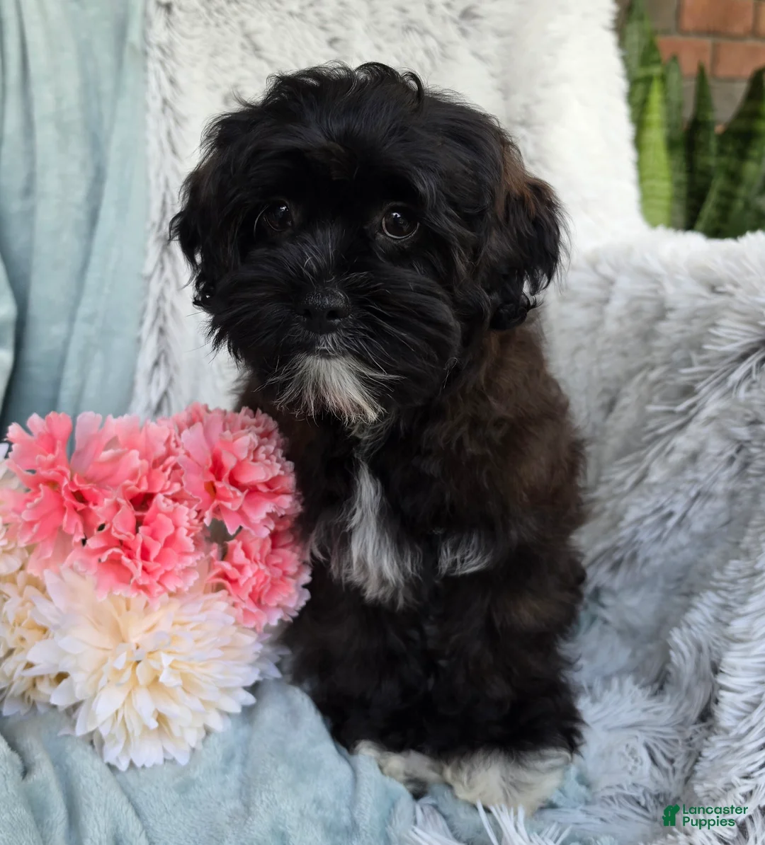 Shihpoo dogs for sale: Dawn - Ad 1