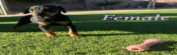 Doberman Pinscher dogs for sale: Akira F2 - Ad 1
