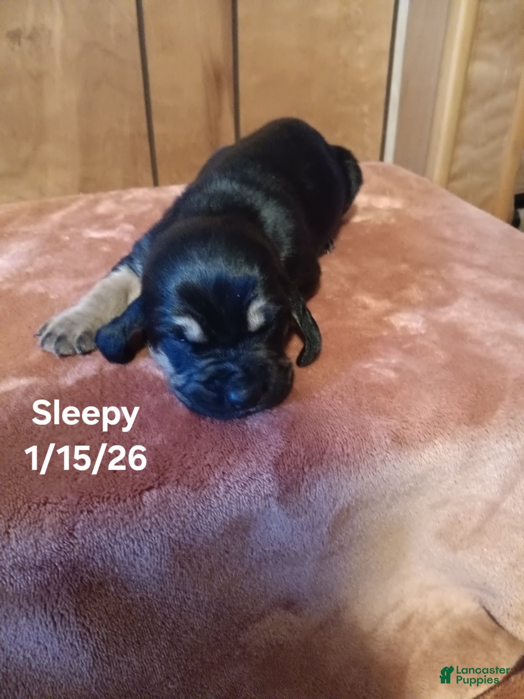 Basset Hound dogs for sale: Sleepy - Ad 4