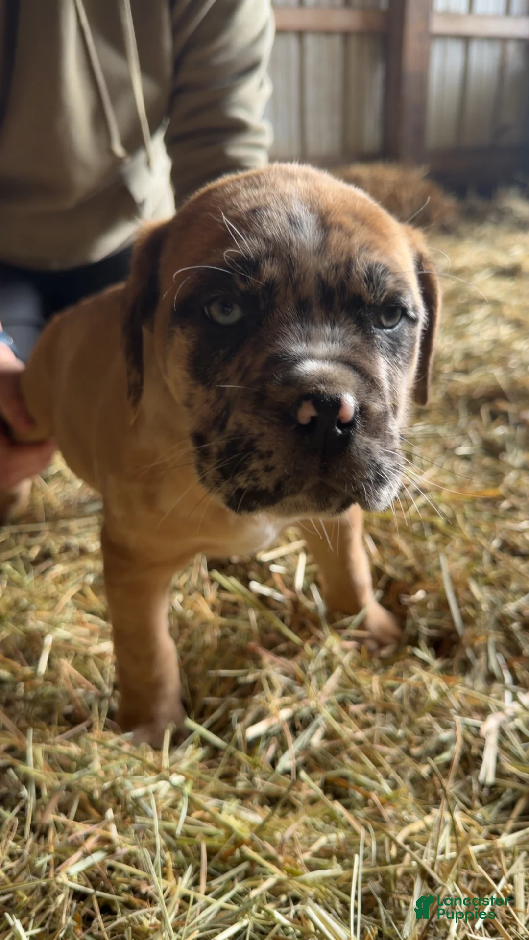 English Mastiff dogs for sale: English Mastiff Puppy 3 - Ad 2
