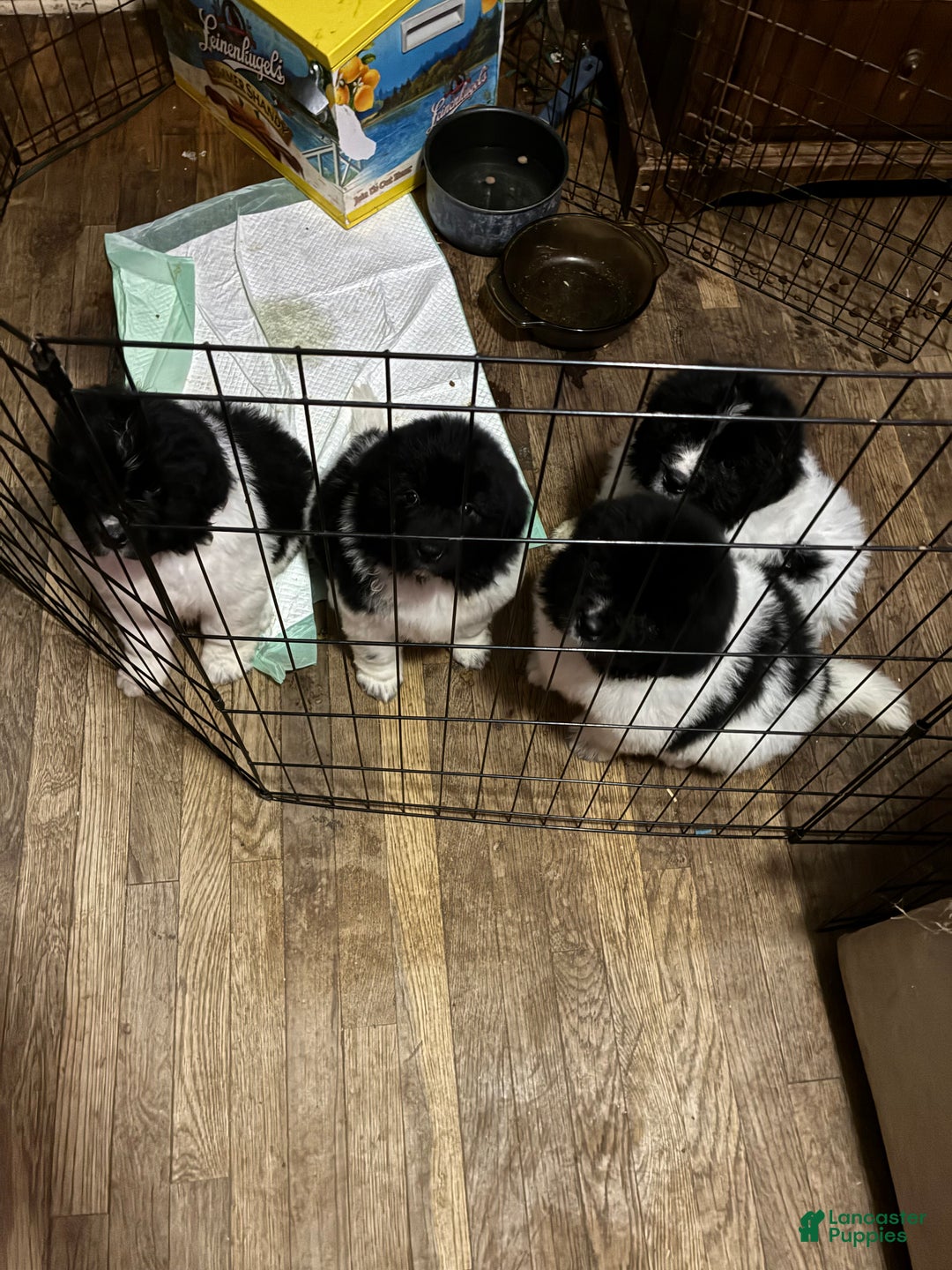 Newfoundland dogs for sale: Newfoundland Puppy 3 - Ad 17