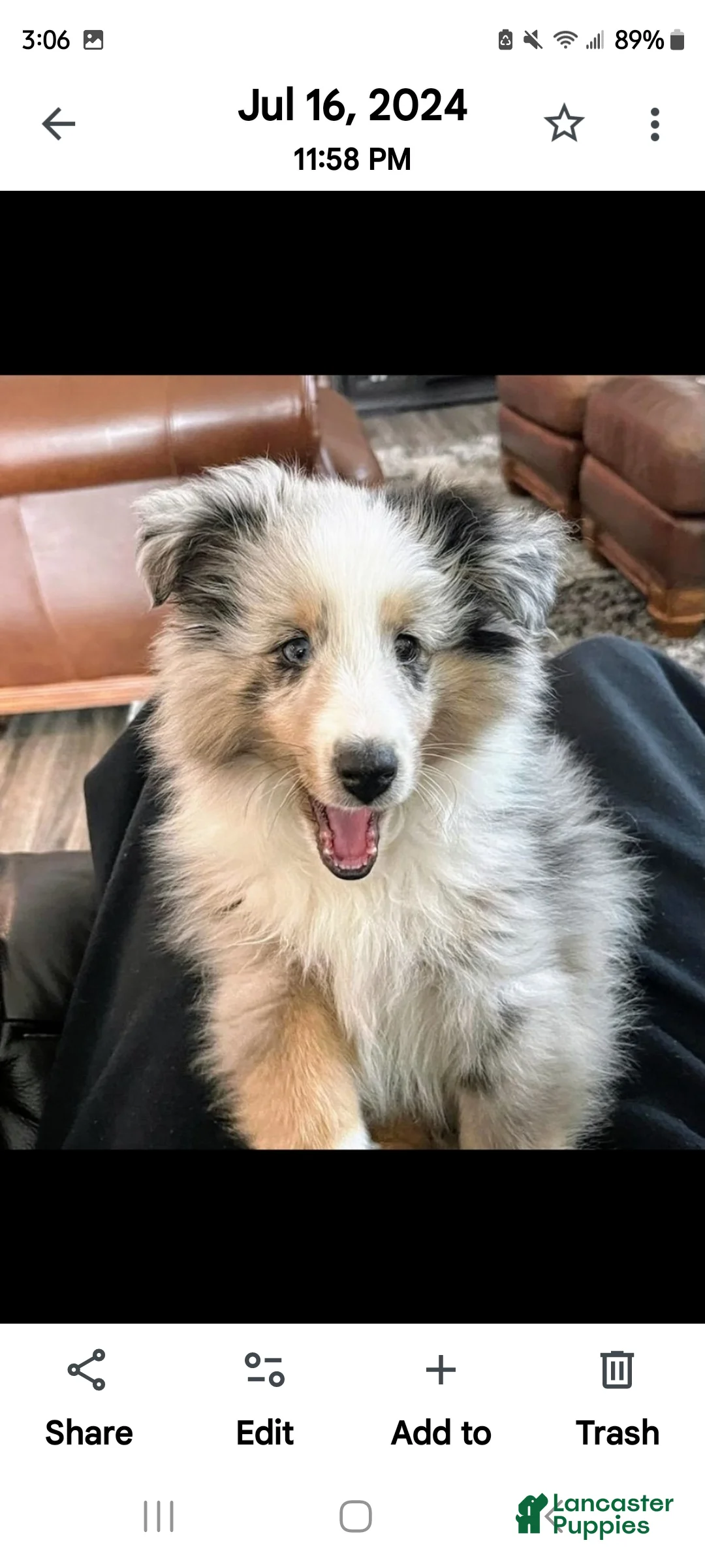 Shetland Sheepdog dogs for sale: Shetland Sheepdog Puppy 3 - Ad 2