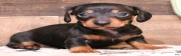 Miniature Dachshund dogs for sale: Stitch red brindle smoothcoat male - Ad 6