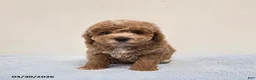 Mini Goldendoodle dogs for sale: Colby - Ad 3