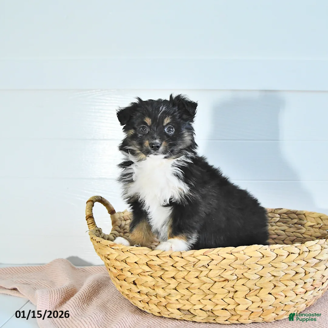 Miniature Australian Shepherd dogs for sale: Mia  - Ad 3