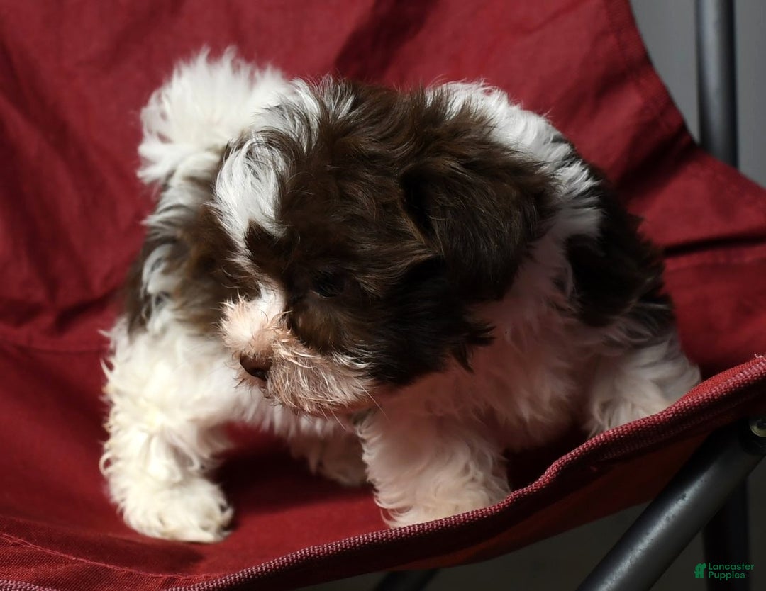 Havanese dogs for sale: Fritz - Ad 2