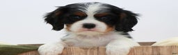 Cavalier King Charles Spaniel dogs for sale: Kye - Ad 13