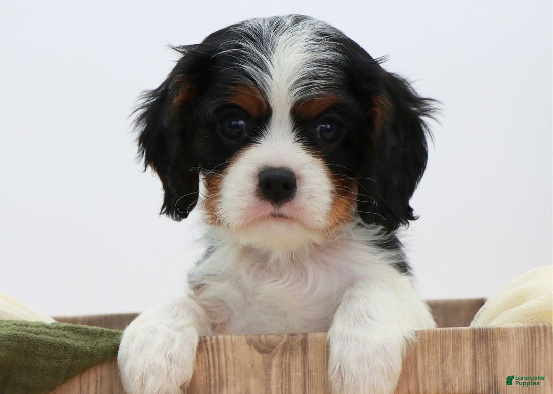 Cavalier King Charles Spaniel dogs for sale: Kye - Ad 13