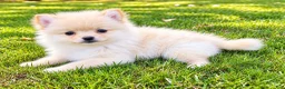 Pomeranian dogs for sale: Pomeranian  - Ad 5