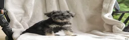 Miniature Schnauzer dogs for sale: Precious - Ad 3