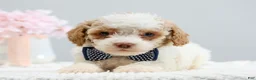 Toy Poodle dogs for sale: Barkley - Ad 1