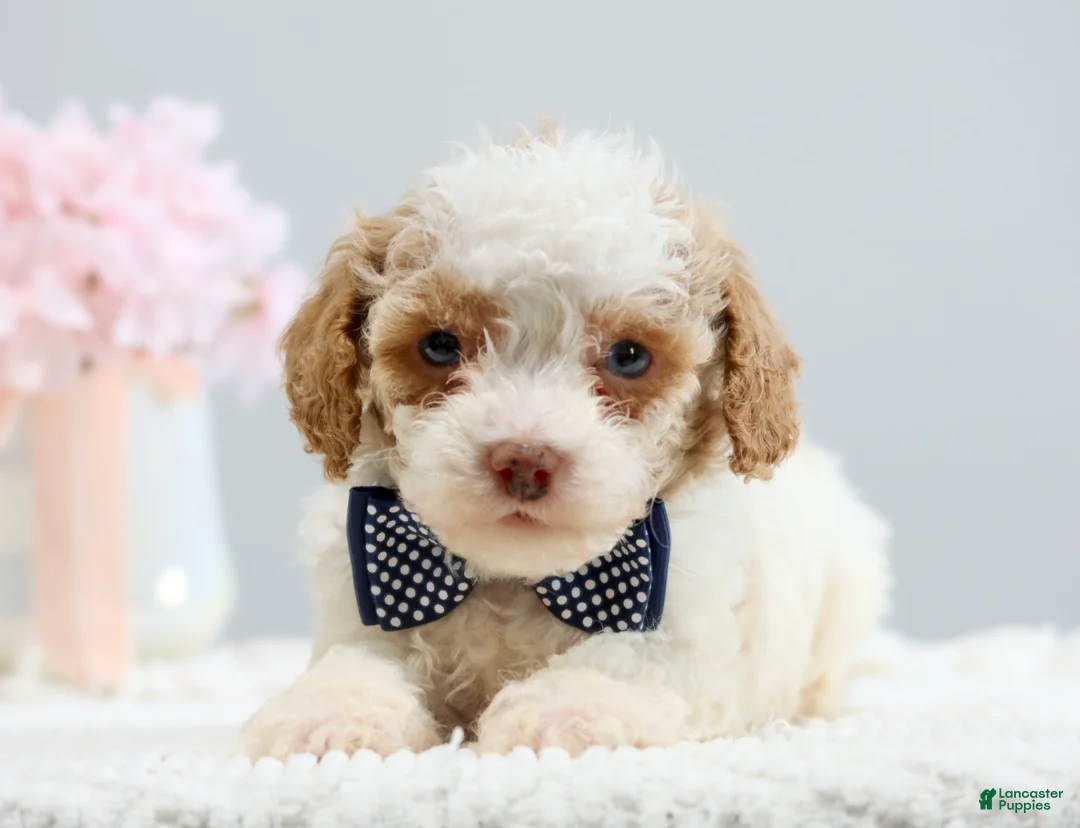 Toy Poodle dogs for sale: Barkley - Ad 1
