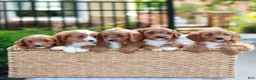 Cavapoo dogs for sale: Emily  - Ad 4