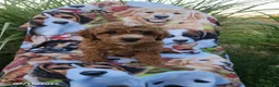 Miniature Poodle dogs for sale: Hunter - Ad 1