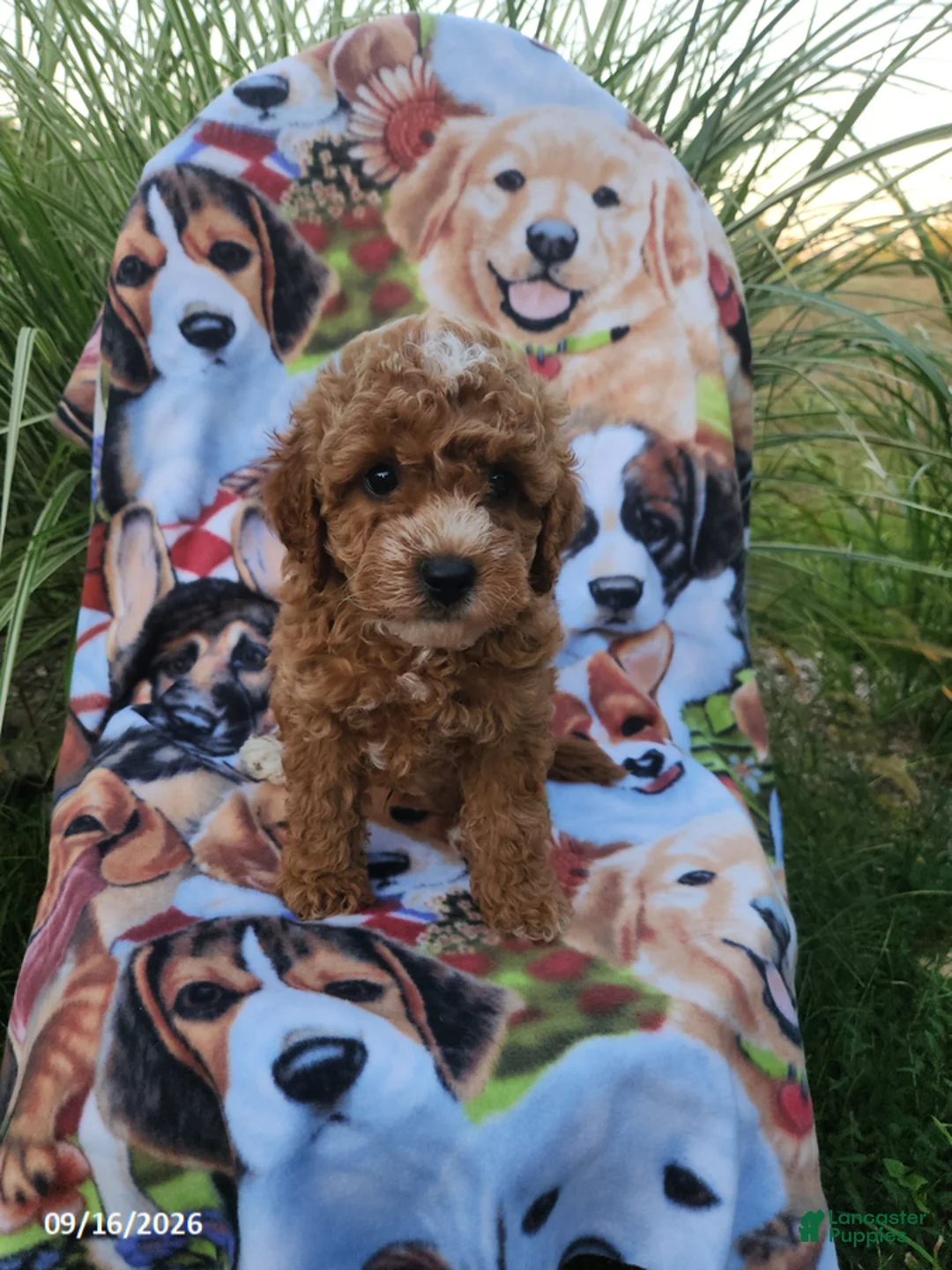 Miniature Poodle dogs for sale: Hunter - Ad 1