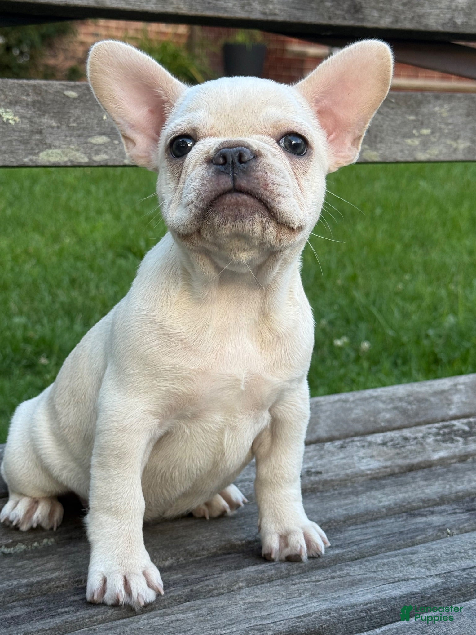 French Bulldog dogs French Bulldog 1 - Ad 2