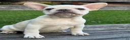 French Bulldog dogs for sale: French Bulldog 1 - Ad 2