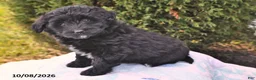 Mini Aussiedoodle dogs for sale: Samantha - Ad 1