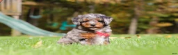 Mini Bernedoodle dogs for sale: Kelce - Ad 6