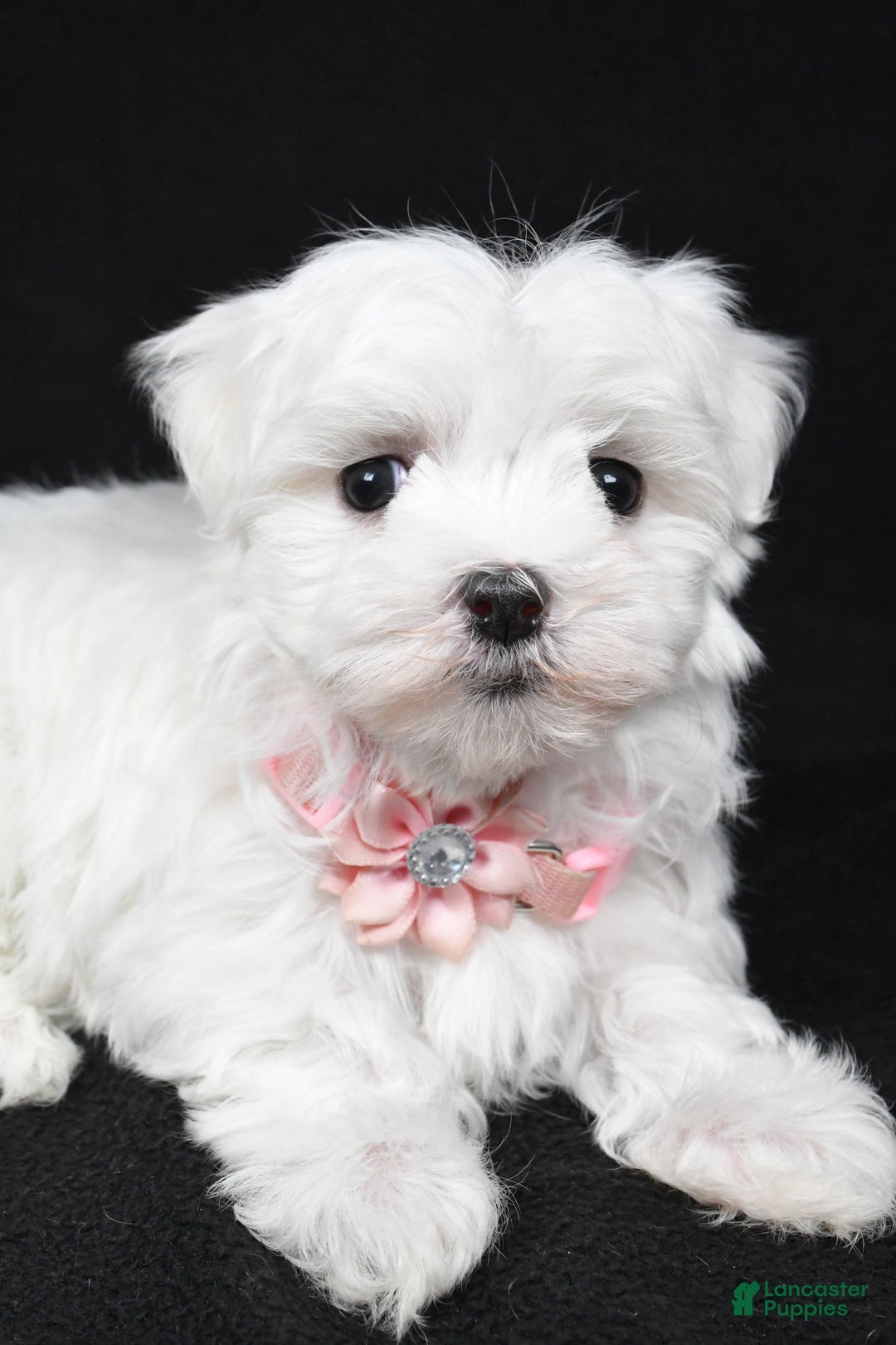 Maltese dogs for sale: Winnie - Ad 4