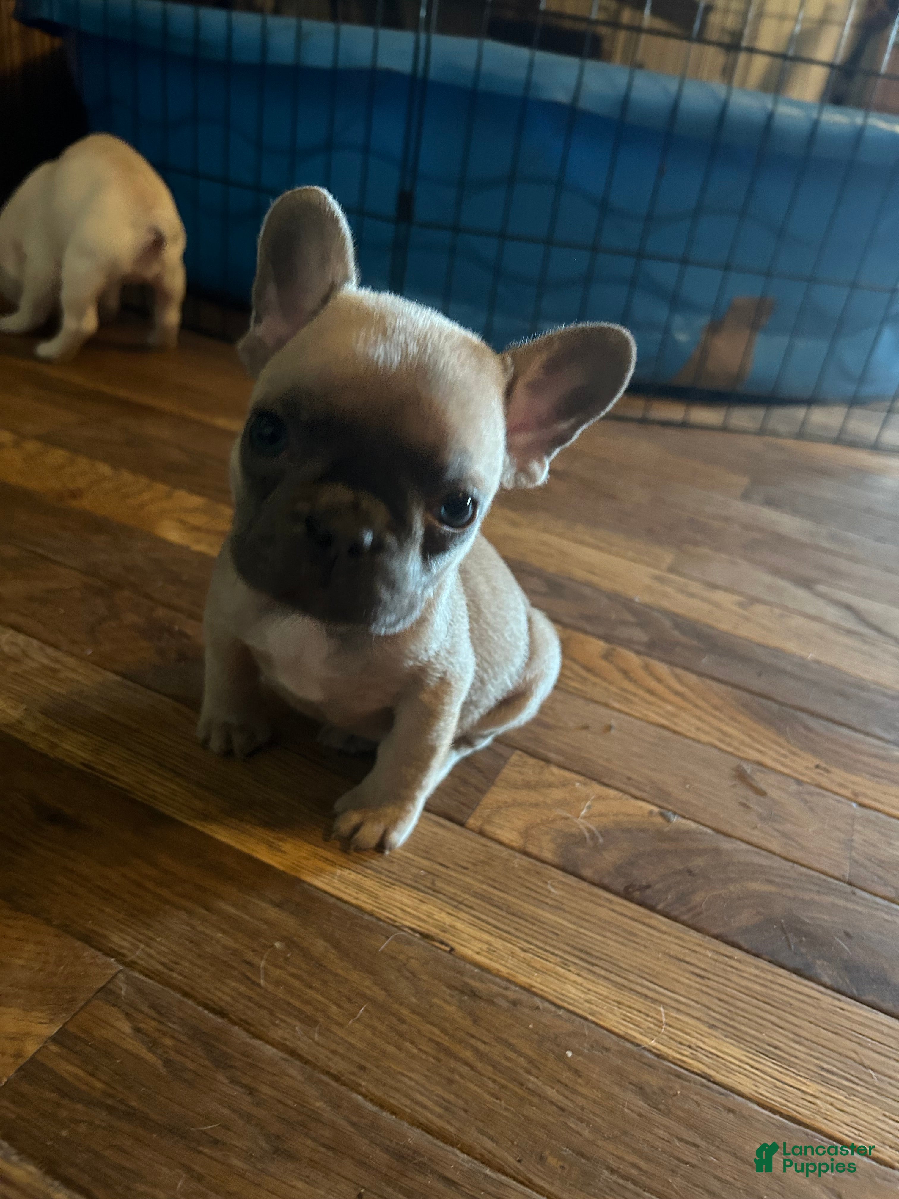French Bulldog dogs for sale: Jean Claude  - Ad 2