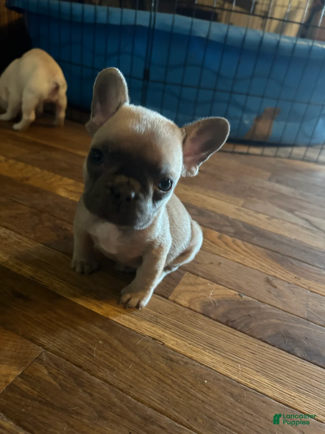 French Bulldog dogs for sale: Jean Claude  - Ad 2