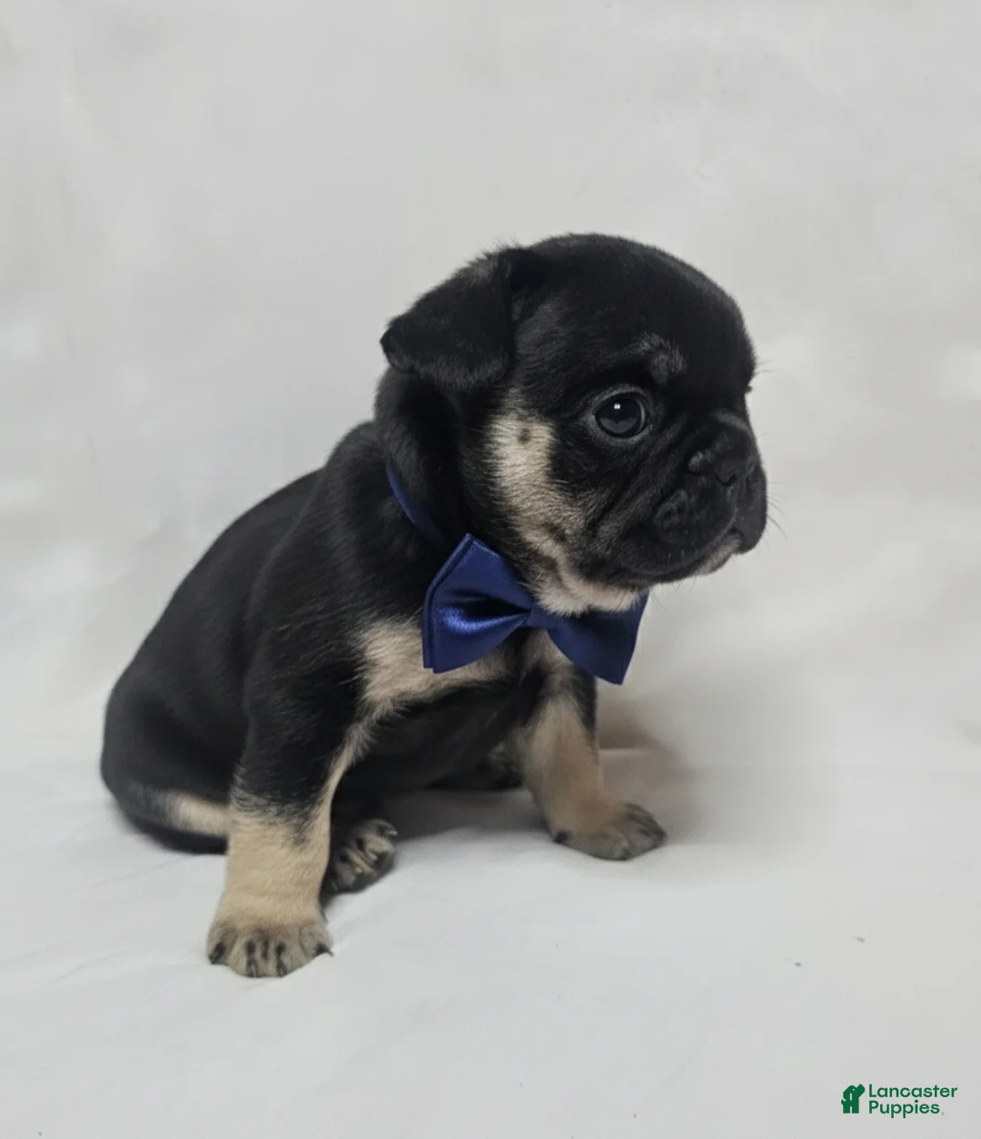 French Bulldog dogs for sale: French Bulldog Puppy 2 - Ad 2