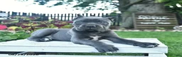 Cane Corso dogs for sale: Dahlia  - Ad 4