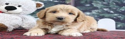 Mini Goldendoodle dogs for sale: Lyndon - Ad 1