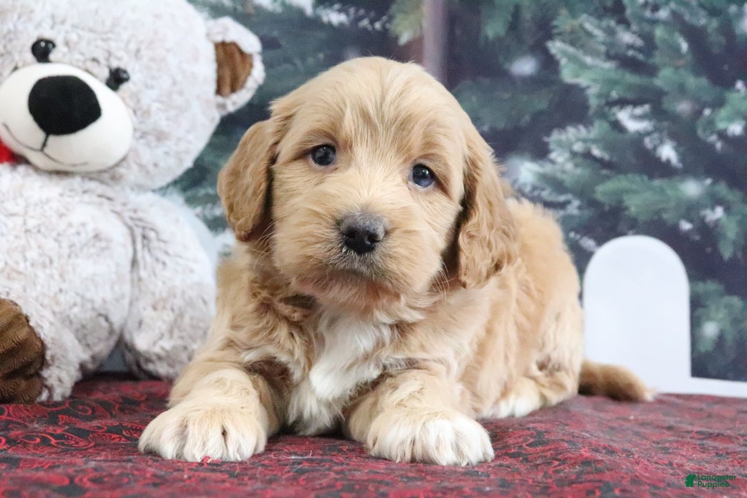 Mini Goldendoodle dogs for sale: Lyndon - Ad 1