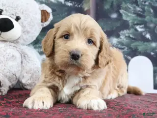 Mini Goldendoodle dogs Lyndon - Ad 14