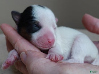 Yorkshire Terrier dogs Kiko girl - Ad 14