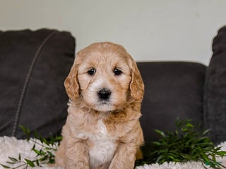 Mini Goldendoodle dogs - Ad 36