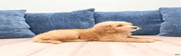 Mini Goldendoodle dogs for sale: Leo - Ad 3