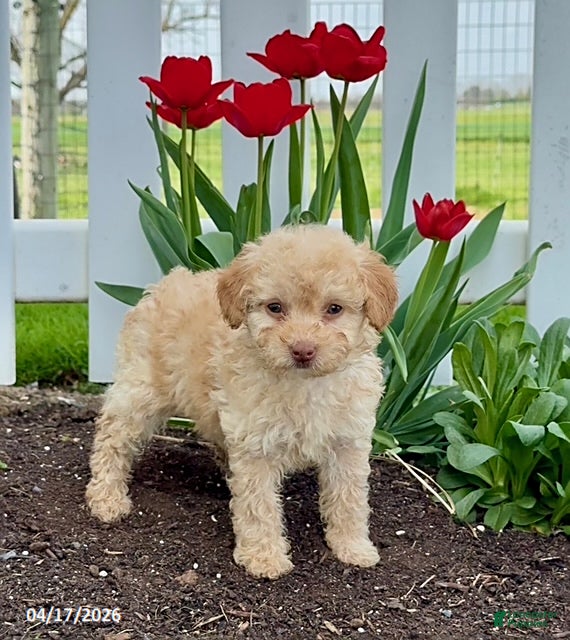 Miniature Poodle dogs Dolly - Ad 2
