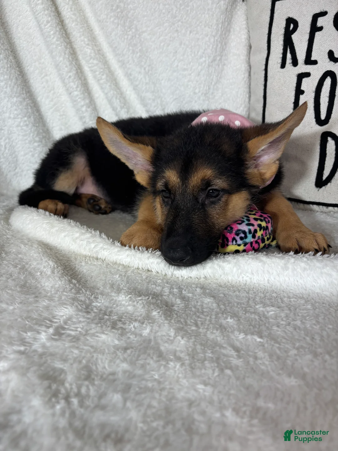 German Shepherd dogs for sale: Gladys - Ad 2
