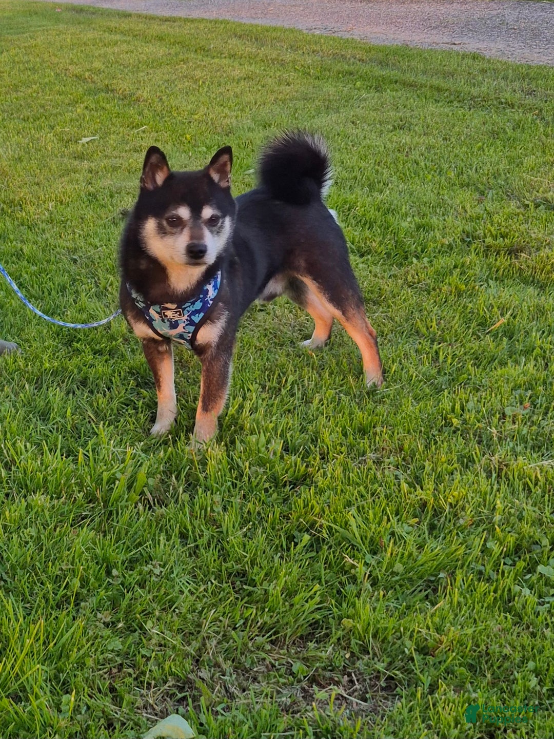 Shiba Inu dogs for sale: Rosie  - Ad 5