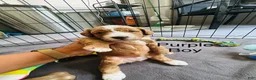 Mini Goldendoodle dogs for sale: Mini Goldendoodle Dior - Ad 2