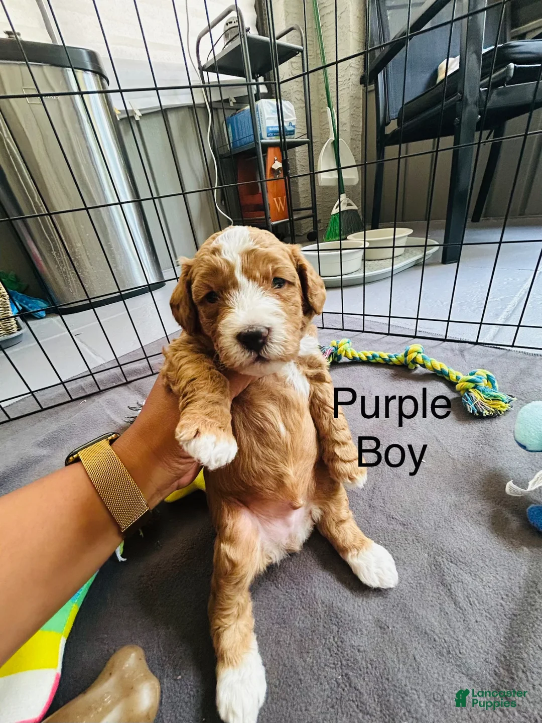 Mini Goldendoodle dogs for sale: Mini Goldendoodle Dior - Ad 2