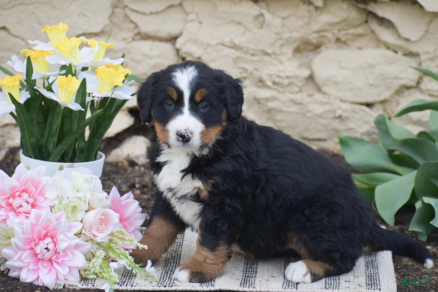Bernese Mountain Dog dogs Sage - Ad 1
