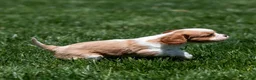 Cavalier King Charles Spaniel dogs for sale: Arlan Cavalier King Charles Spaniel Puppy  - Ad 16