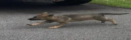 German Shepherd dogs for sale: TULITA - Ad 6